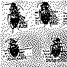 Carabid beetles from Aylmer (Gatineau), Quebec's Boucher forest